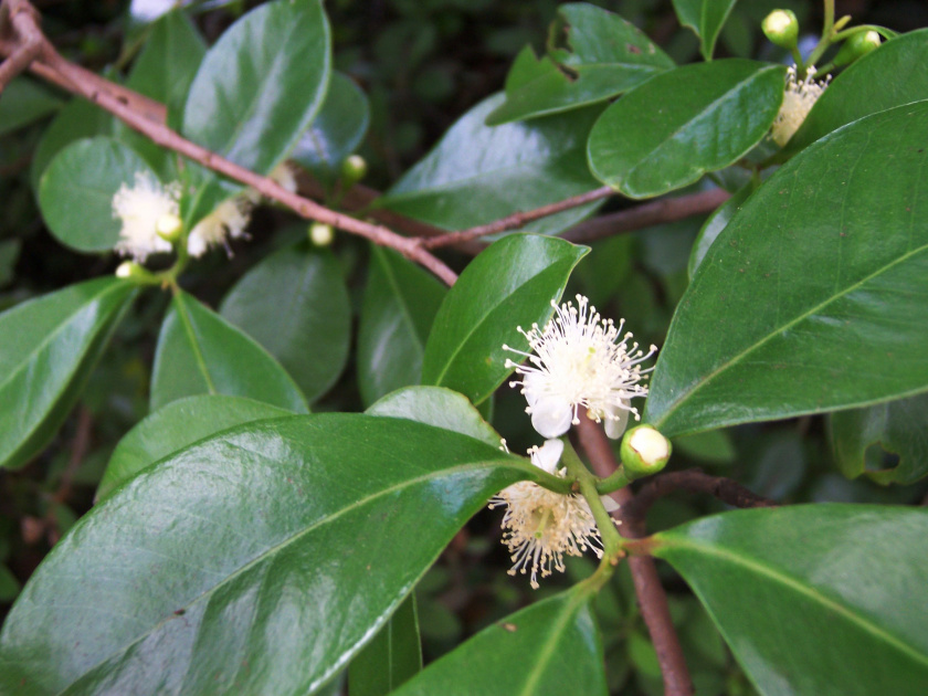 Psidium cattleianum - Aardbeiguave - Palma Verde Exoten