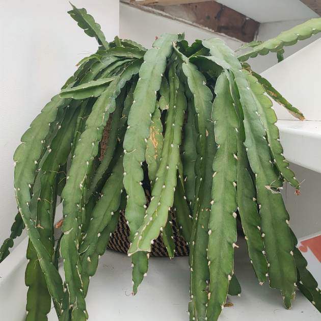 Lepismium Cruciforme Epiphyllum Christmas Cactus stek.app Makkelijk