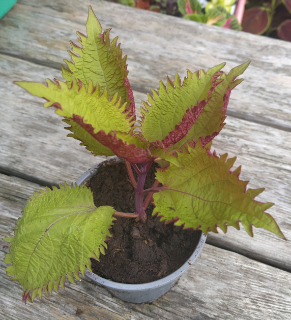 Coleus Henna - stek.app - Makkelijk en compleet ruilplatform voor ...