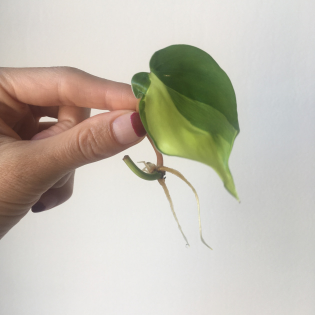 philodendron erubescens sorten Philodendron erubescens 'New Red'  Red-Stemmed Climbing Hybrid