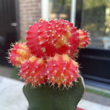 Agressief Port George Eliot Maan cactus jongen rood/oranje/roze - stek.app - Makkelijk en compleet  ruilplatform voor stekjes! - stek.app